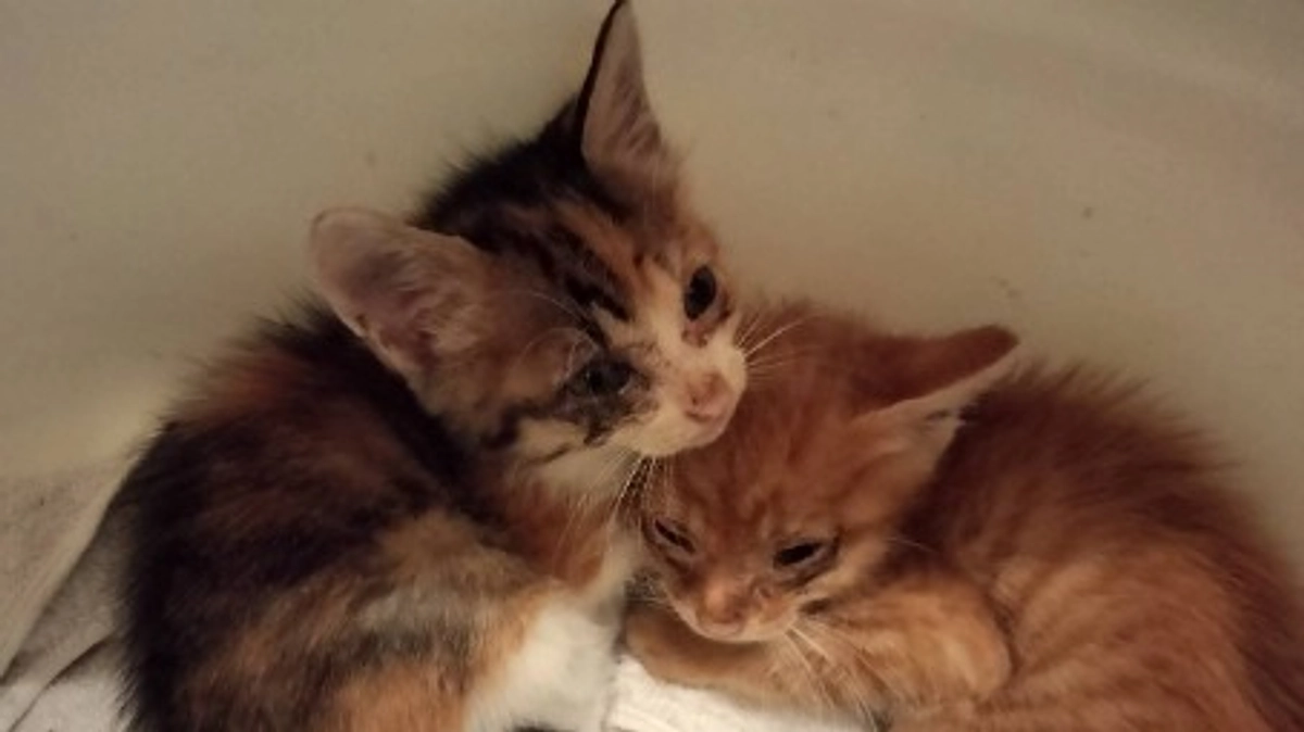 猫保護の相談・捕獲保護