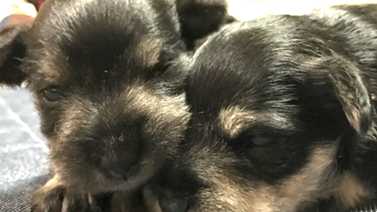 ペットとの別れから一歩を。ペットロスカウンセリングを広げたい