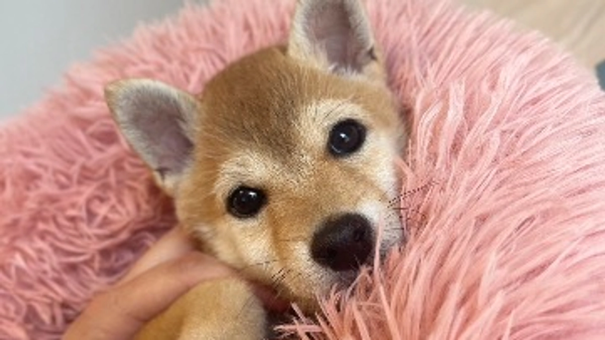 新たな小さい命のレスキュー🐶