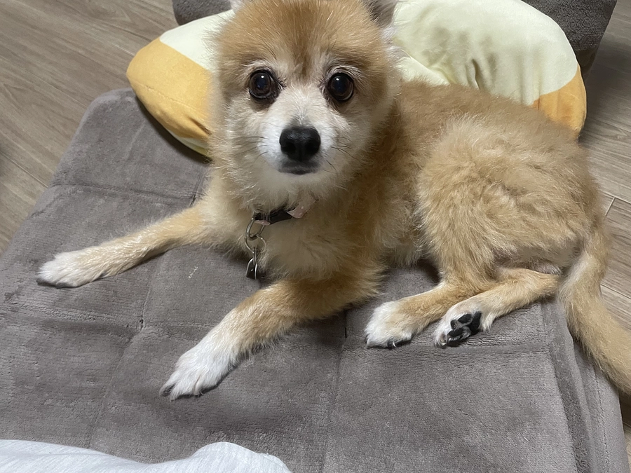 今日の凛ちゃん