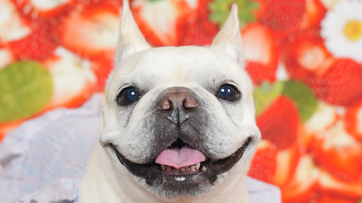 脳腫瘍と闘う愛犬桜子7歳にご支援、ご協力宜しくお願い致します