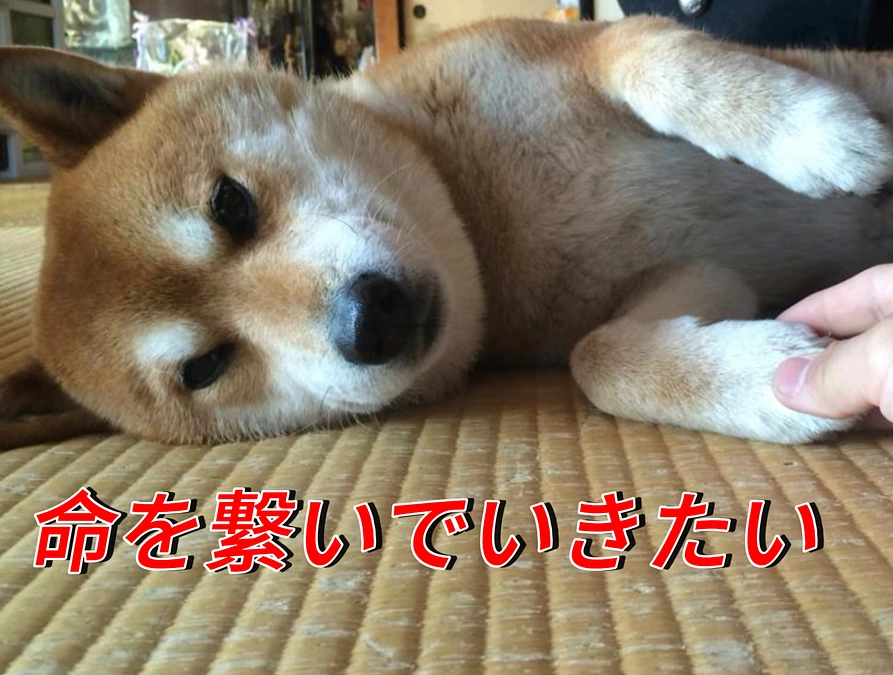 廃鶏をしない平飼い養鶏場から命を繋ぐ（保護犬活動の未来へ）