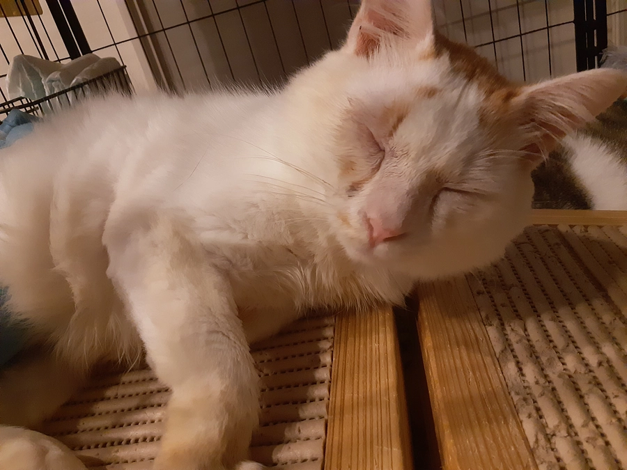 つきまろ君について