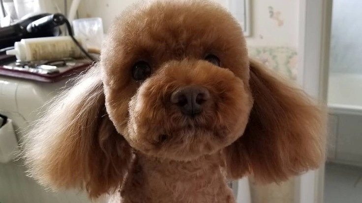 お店でトリミングできない犬のためにトリミングカーが欲しい