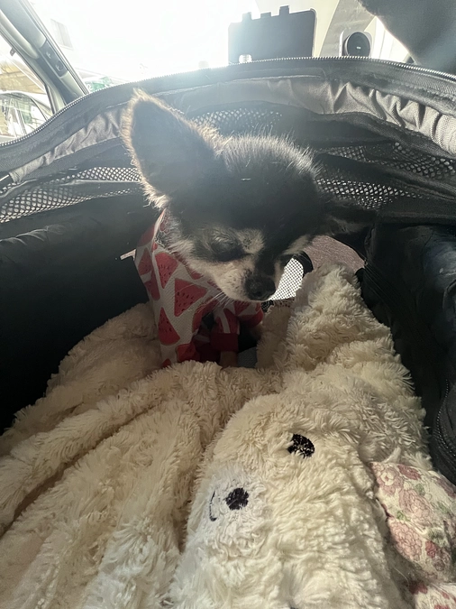 今回は手術見送りとなりました。インスタと同じ内容となります。