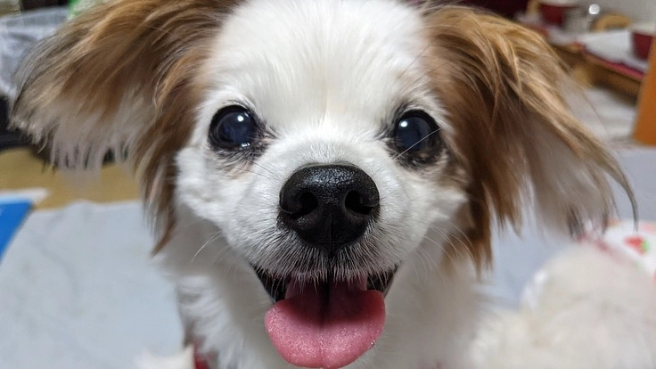 乳腺(悪性)腫瘍切除が必要です。ご支援のお願い。