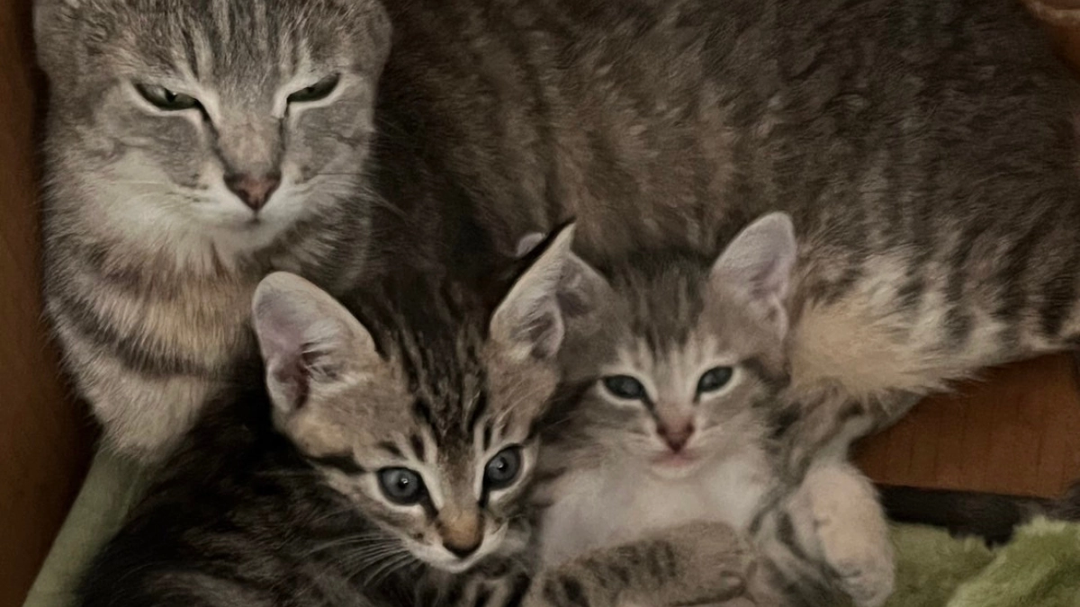 【あと7日】厩舎で生まれた子猫たち。これ以上、不幸な命を増やしたくない！