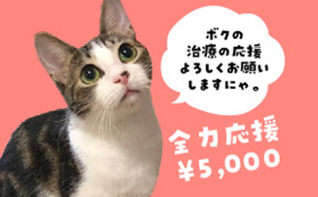 保護猫太郎を全力応援コース5000円