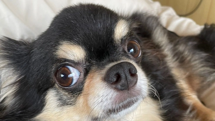 起業して、愛犬ぽんちグッズを制作販売したい！