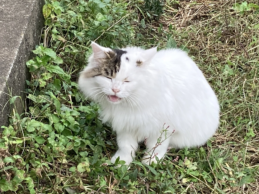 一頭避妊手術しました