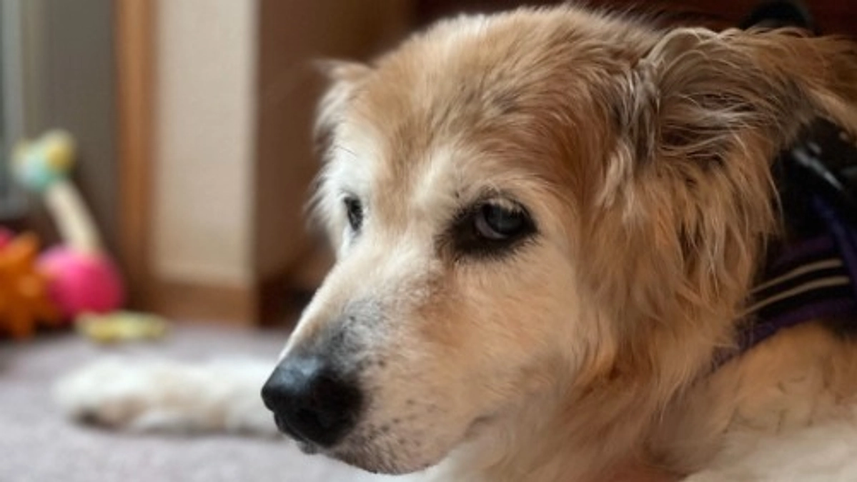 【現在52%！】スーパーおばあちゃんアイドル"きなこ"ちゃんも大応援！！