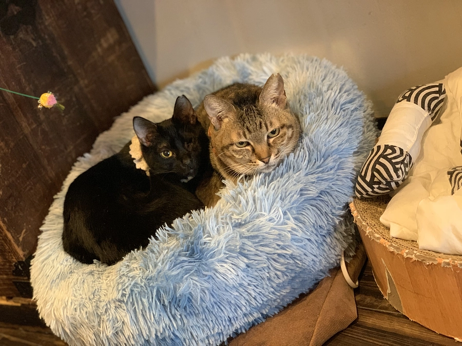 プロジェクトにかける想い