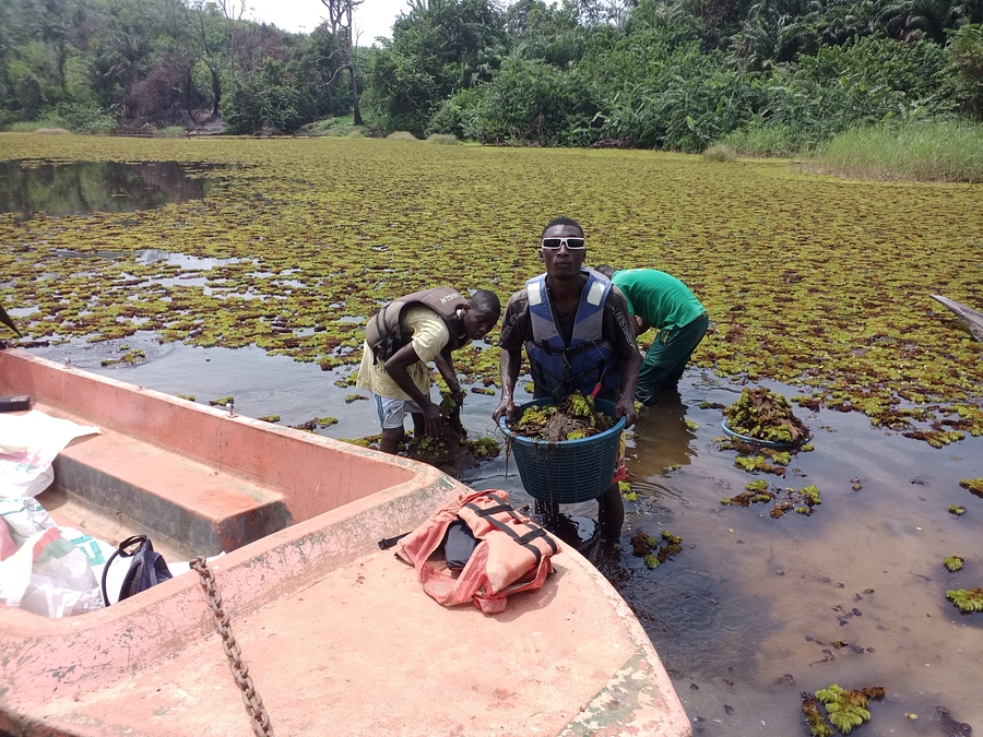 外来種の浮草をどう駆除する？