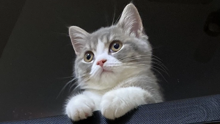 難病【FIP】を発症した子猫の虎丸を助けてください