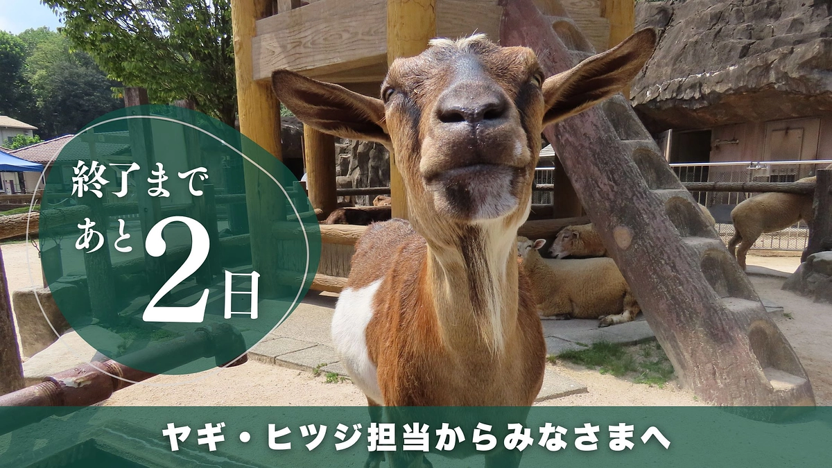プロジェクト終了まであと2日　安佐動物公園のみどころヤギ・ヒツジ編
