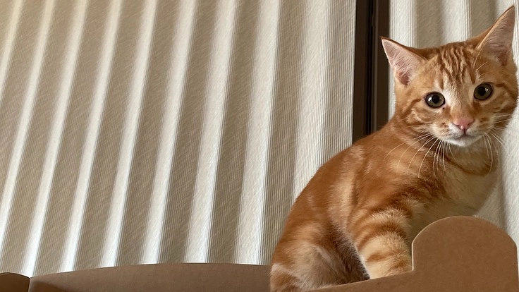 保護猫カレンダー購入でTNR活動や保護猫活動の応援をお願いします