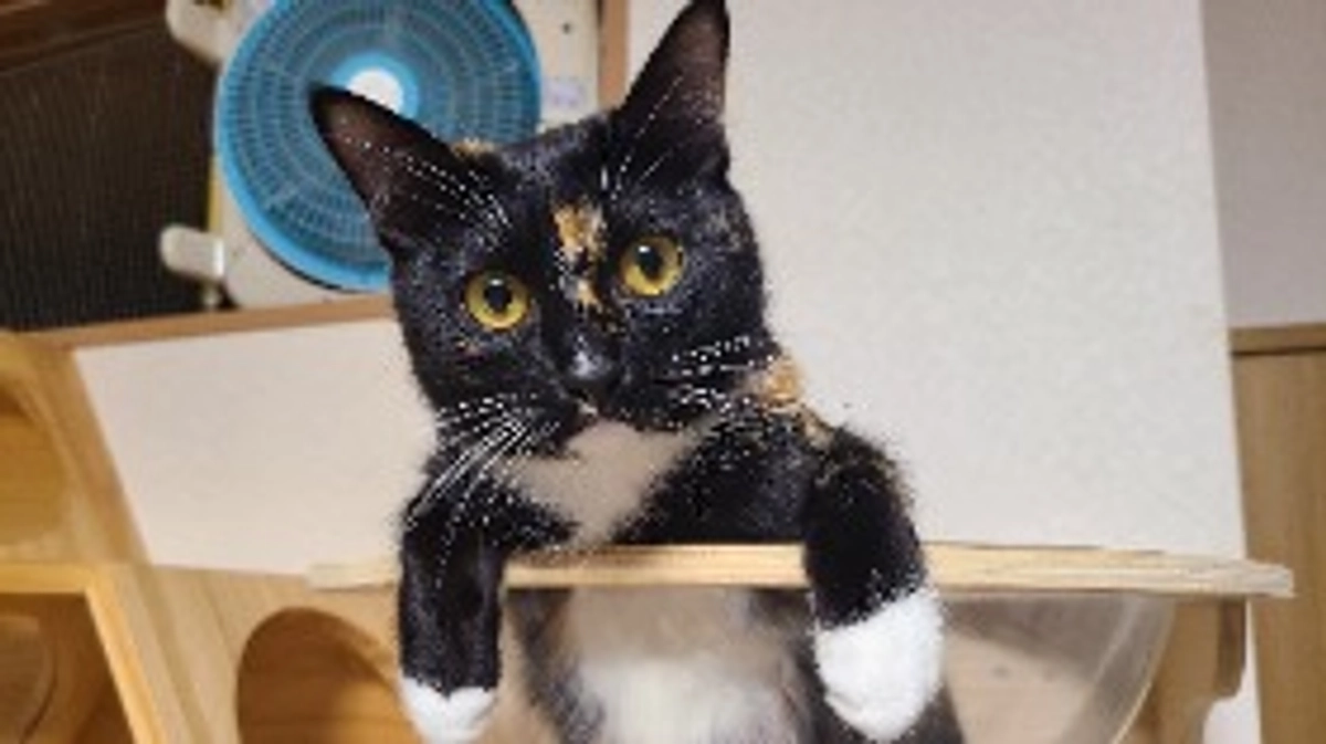 達成率98%になりました！