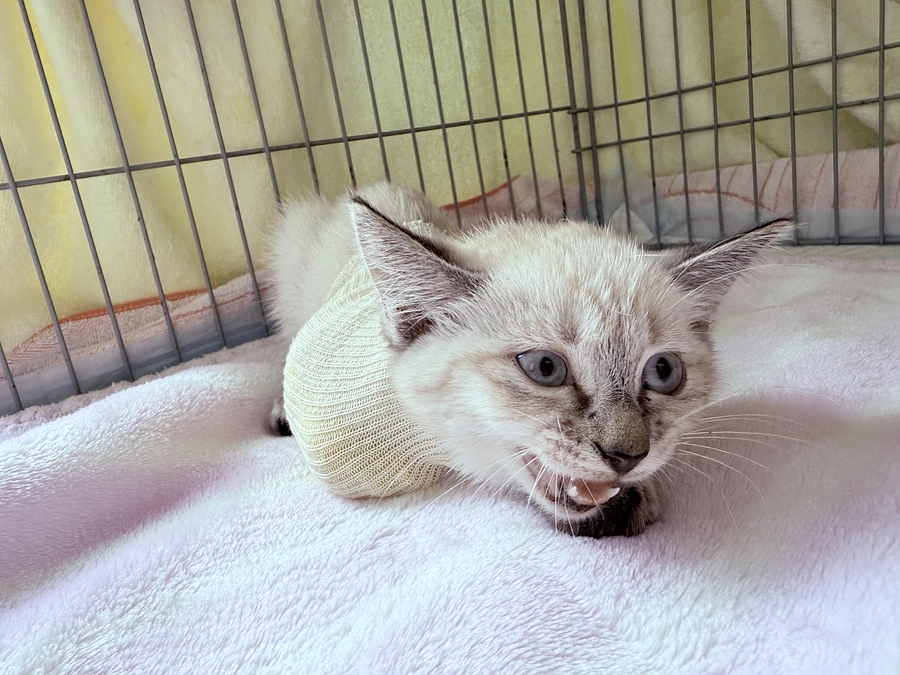 どうぶつ病院へ行って来ました！