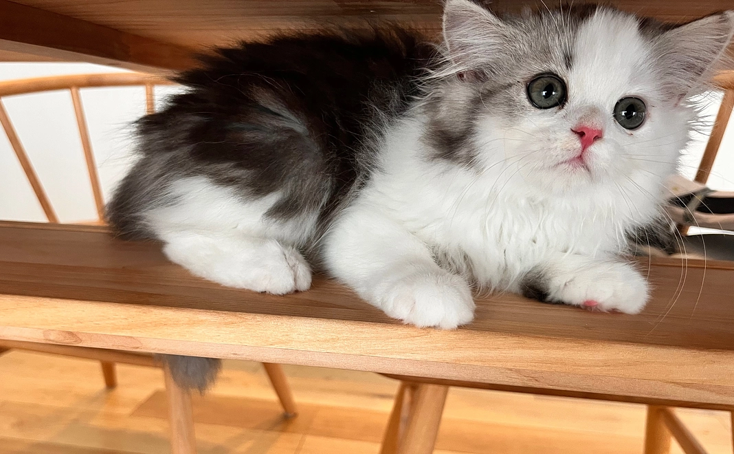 １　ぽちゃのために　リターン不要