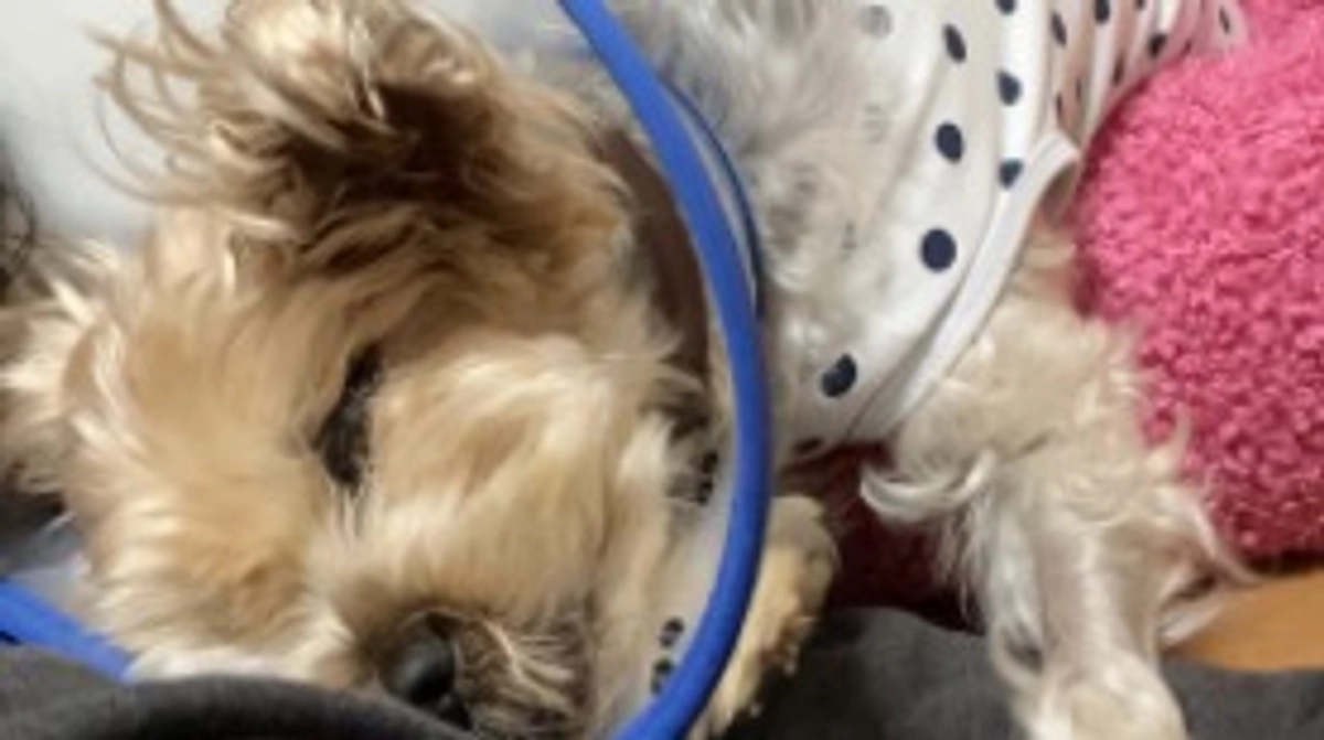 肝臓の生体検査の結果について