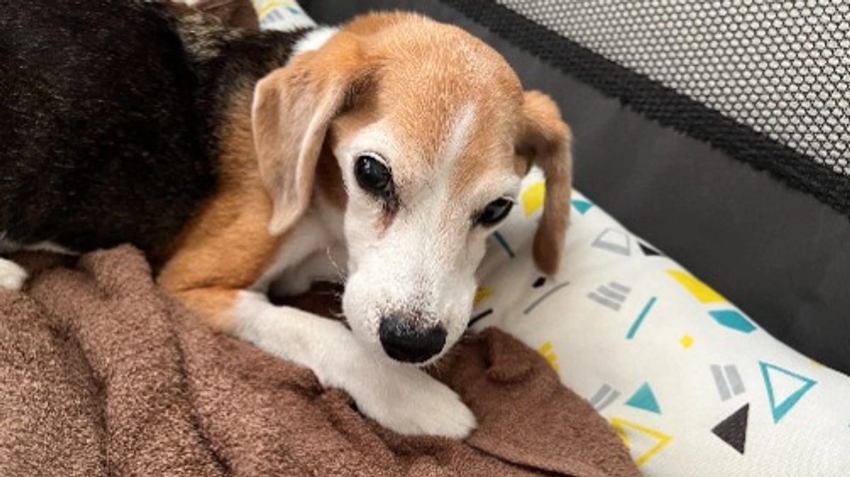 11/6 今ちびっこにしてやれる治療、お世話を精一杯することが私にできる15年間の恩返しです。