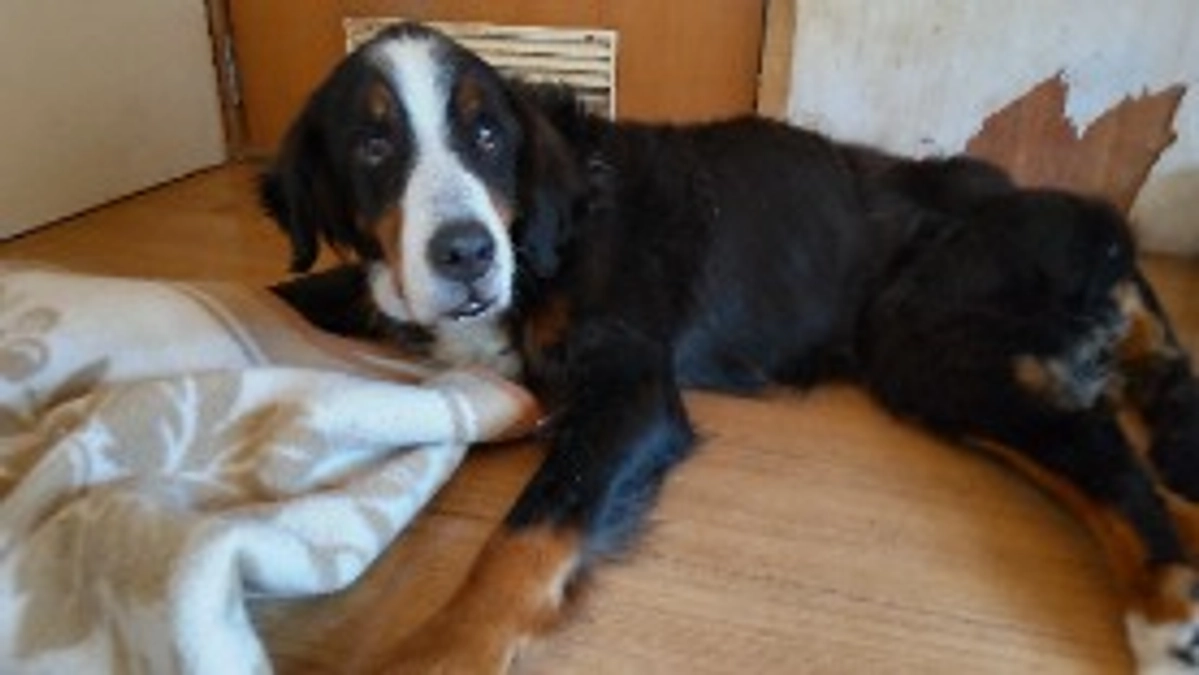 バーニーズのルシール、天国へ