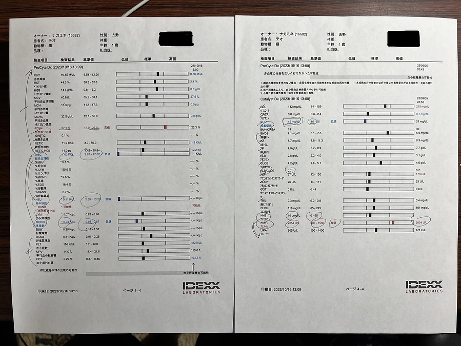 10/16のテオくんの様子と検査結果について