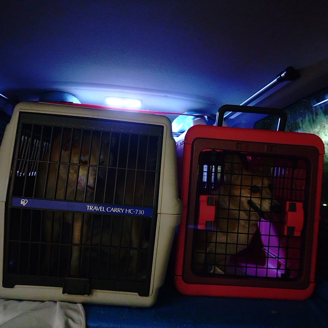 昨日はレスキューでした。