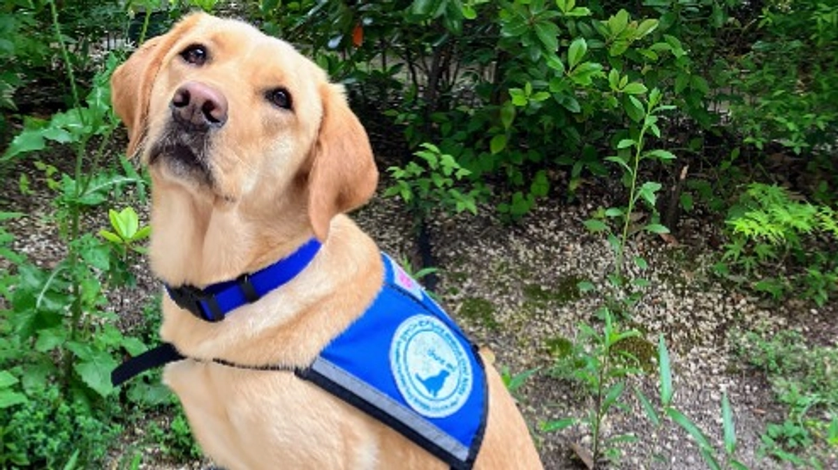 「ホスピタル・ファシリティドッグ®」商標登録のご報告