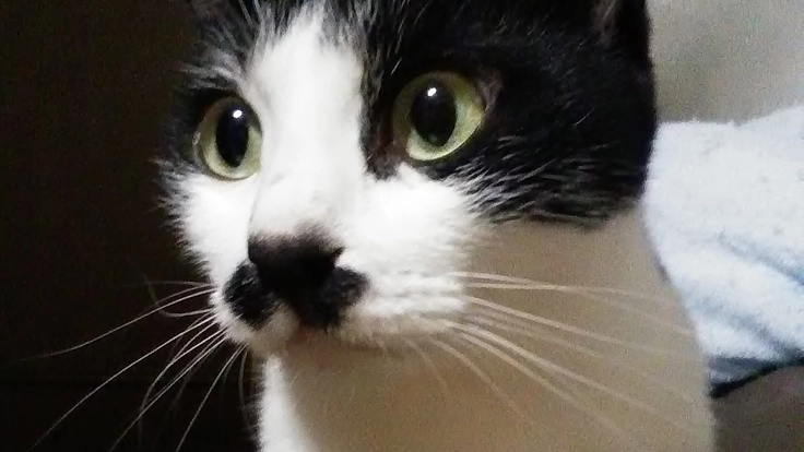 猫を助けてください