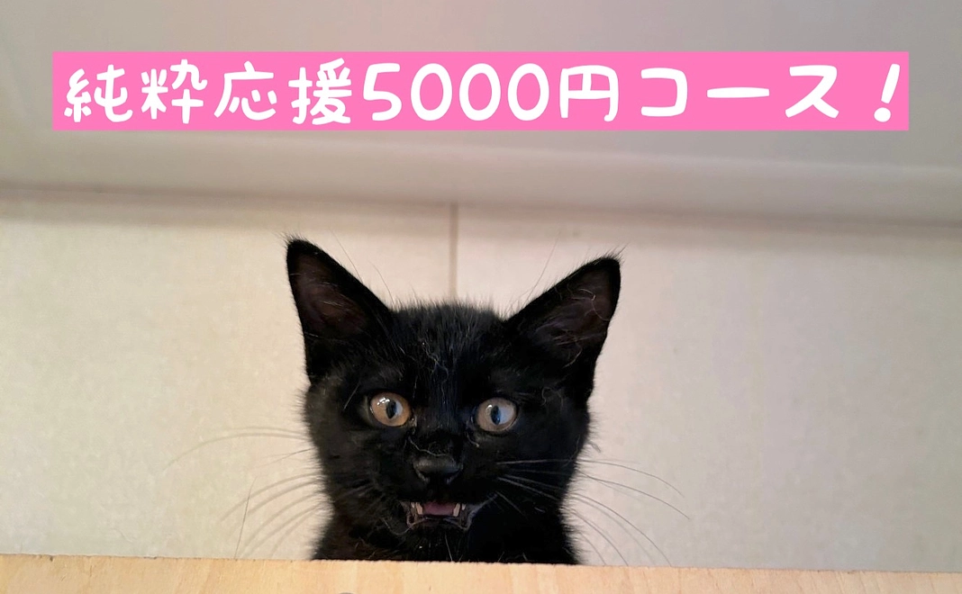 純粋応援5000円コース