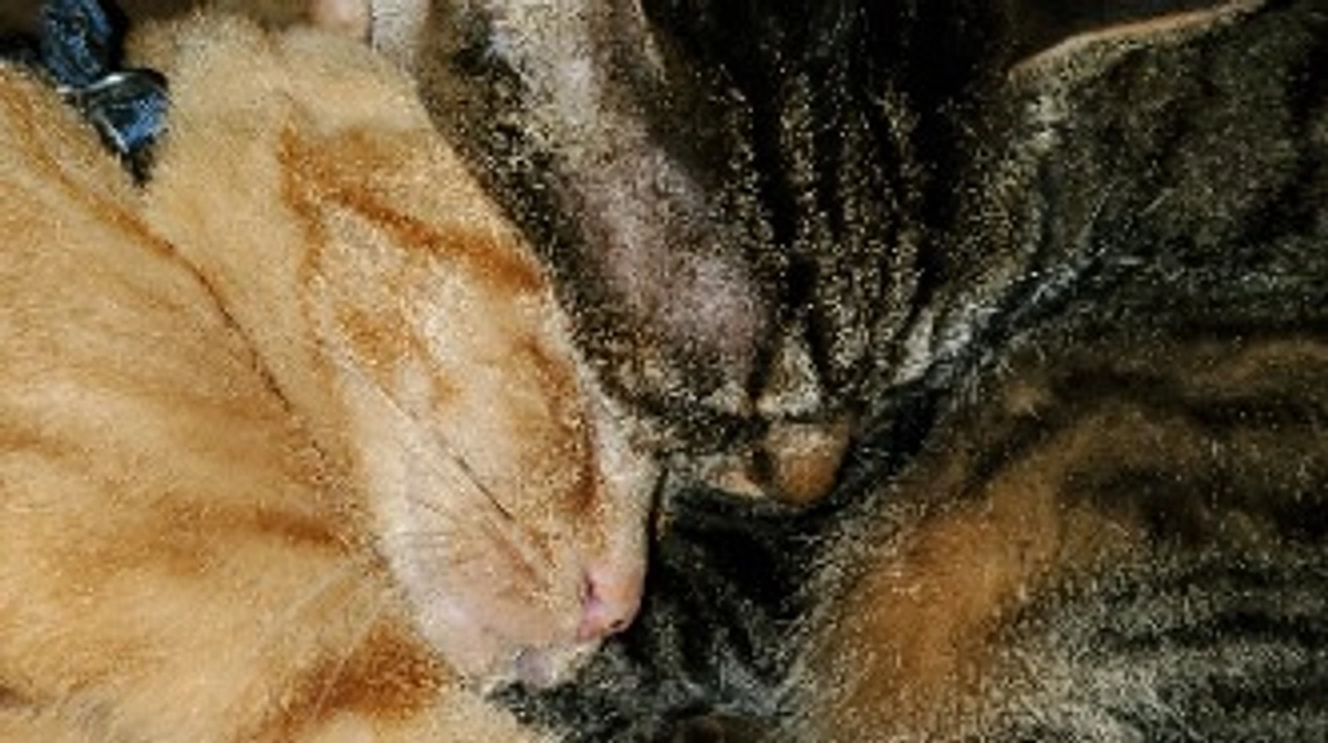 恒例の戦いの日①