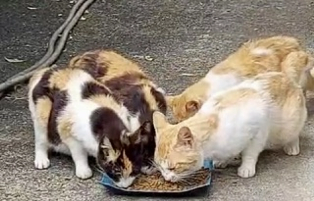 多頭飼育崩壊 多発‼️💦