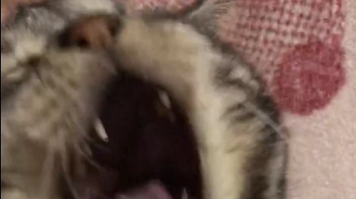 今日は欠伸がとまりません。