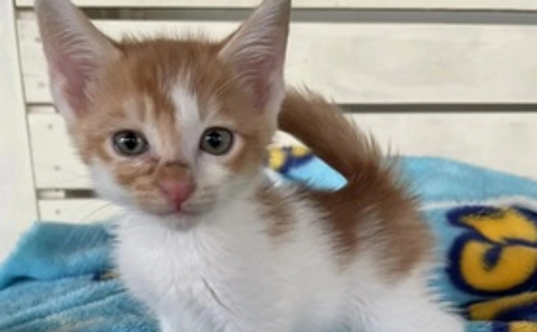 《応援コース》感謝のメール