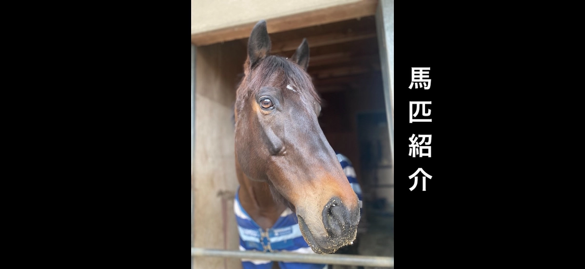 🐴馬匹紹介🐴