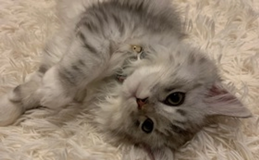 お礼のメール・Kiiの画像1