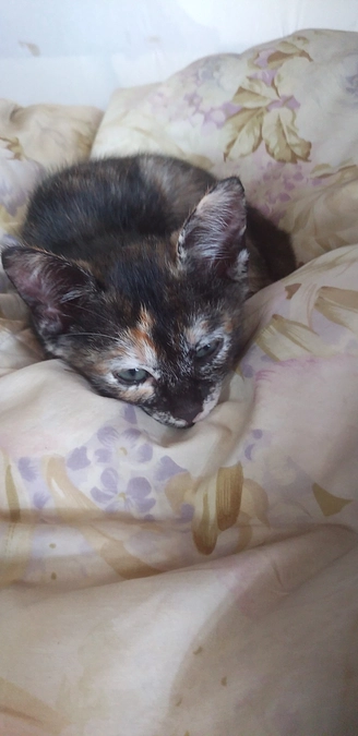 保護猫8匹いましたが、4匹またいなくなりました。