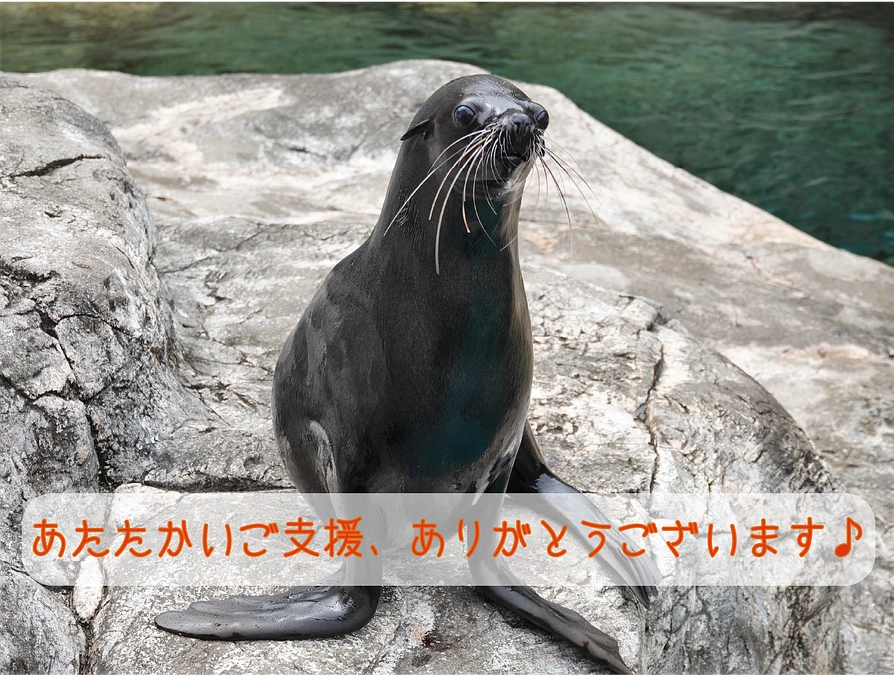 ご支援金額が1100万円を超えました！！