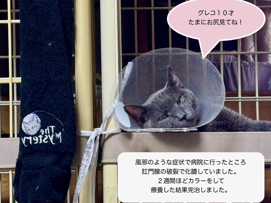 お礼とお知らせ/２０２４年８月３１日