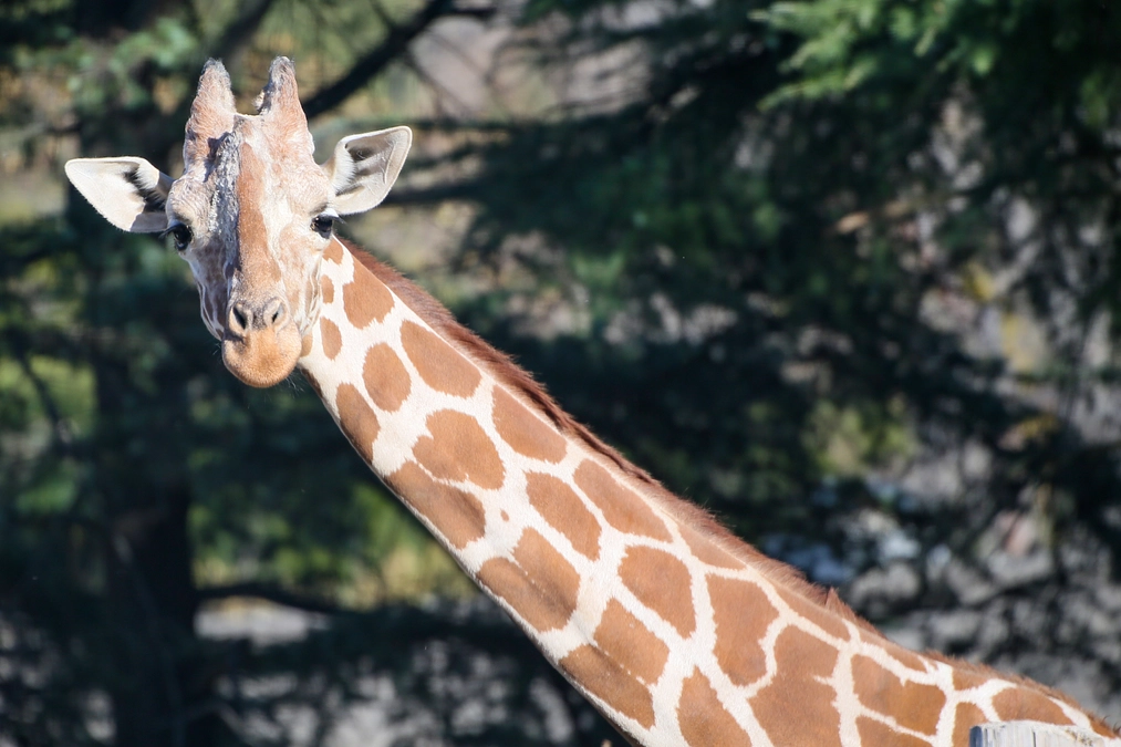 1月16日(火) 進捗報告・返礼品紹介～返礼品第3弾を追加しました、缶バッチセット～