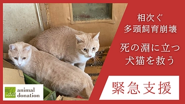 相次ぐ多頭飼育崩壊から犬猫を救う。アニドネ緊急支援基金の継続へ のトップ画像