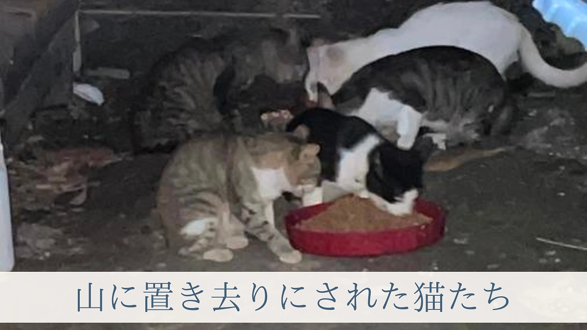 【70％まであと27万円】いつも思います、猫は野生動物ではないと。今日からハッシュタグ企画始動！