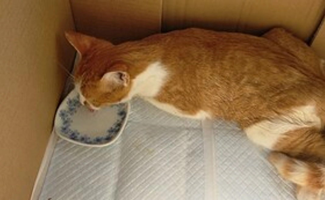 感謝のメール 経過報告 写真数枚