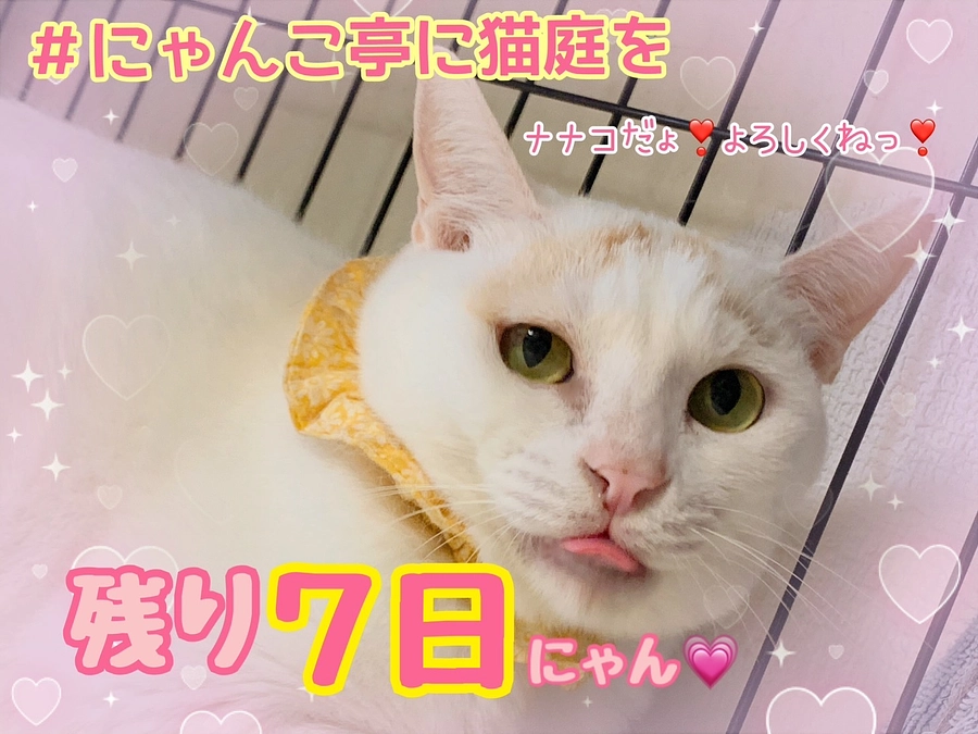 預かりボランティア応援リレーVol1：高橋様