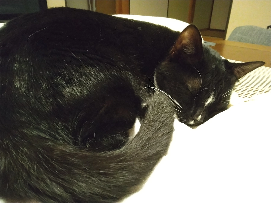 5/28はなちゃんの様子(発作あり)