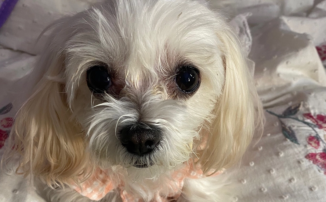 ⋈マリへのご支援⋈⑥