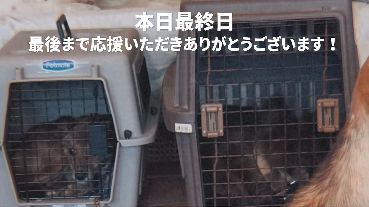 【本日最終日！残り11時間】期間限定で畜犬登録者の避妊去勢義務化をすることで収容頭数は抑えられる