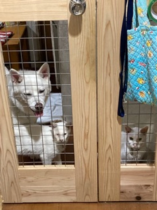 何が私をこの活動に衝き動かしているのだろう・・存在しているだけで役目を果たしているという事実