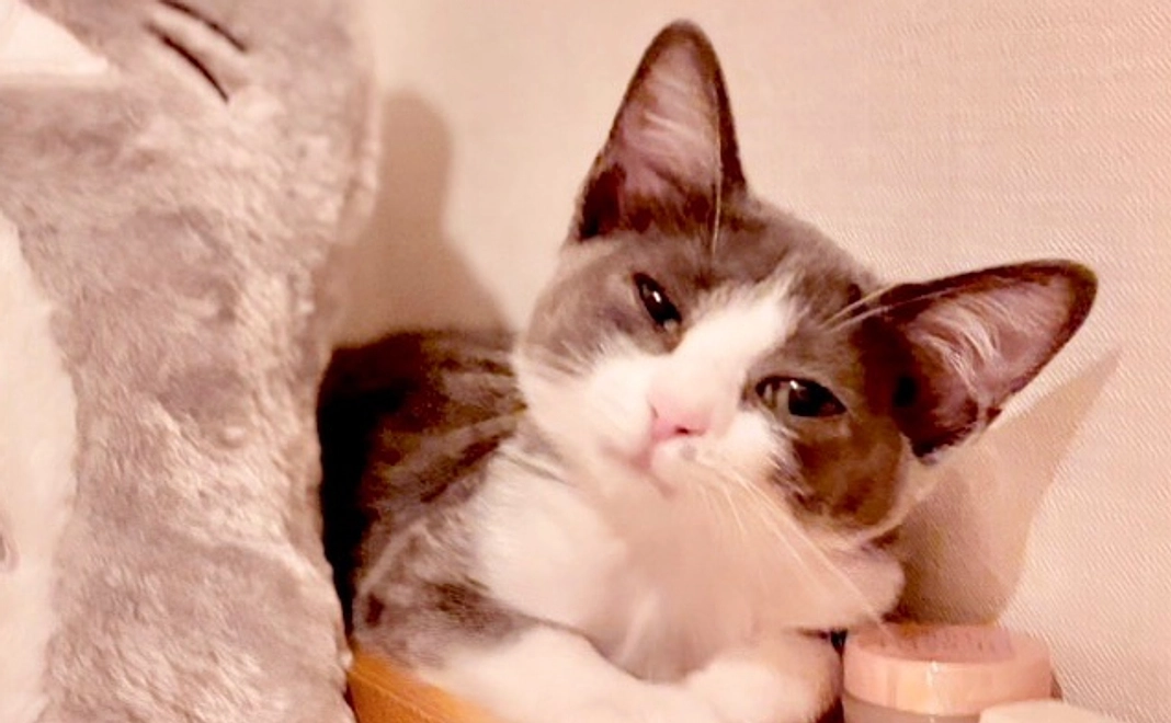 お市応援:1000円【リターン不要】